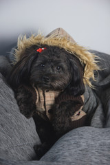 Wall Mural - Funny studio portrait of smiling doggie poodle french, bichon, lying on white background, playing and ready for photos, very fluffy, beautiful scenery. puppy dog