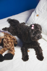 Wall Mural - Funny studio portrait of smiling doggie poodle french, bichon, lying on white background, playing and ready for photos, very fluffy, beautiful scenery. puppy dog