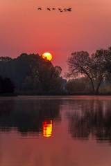 Wall Mural - Sunrise on a lake with geese.