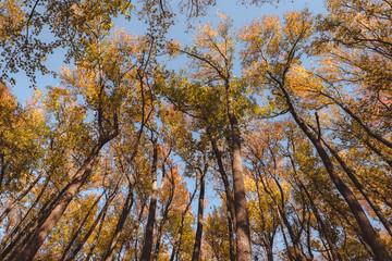 Wall Mural - Lookup on fall, autumn foliage tree tops