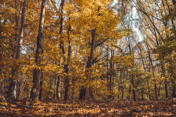 Wall Mural - Beautiful golden foliage tree leaves in park