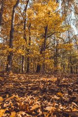 Wall Mural - Beautiful golden foliage tree leaves in park