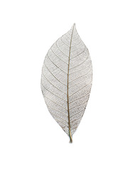 Beautiful decorative skeleton leaf on white background