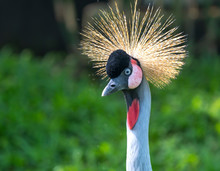 Close Up Crane Crown In The Wildlife Sanctuary. This Is A Bird Of The Gruidae Family Living On The Arid Prairie Of Southern Sahara, Africa.