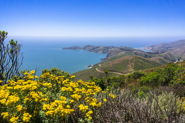 Wall Mural - Golden Yarrow (Eriophyllum confertiflorum) wildflowers blooming on the hills of Marin Headlands; the Pacific Ocean coastline in the background; north San Francisco bay area, California