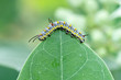 monarch butterfly caterpillar on leaf