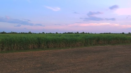 Wall Mural - aerial view of drone fly over of sugar cane field