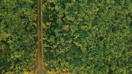 Wall Mural - aerial view of drone fly over of sugar cane field