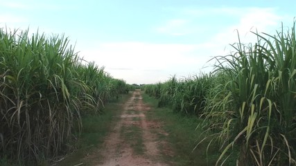 Wall Mural - aerial view of drone fly over of sugar cane field