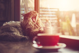 Fototapeta Koty - lazy cat yawning with morning sunshine from windows with coffee cup vintage beautiful pet.