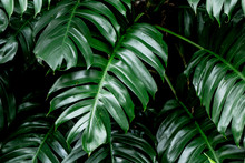 Tropical Deep Forest Leaves Jungle Leaves Green Plant Wet In Rainforest.