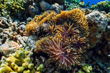 Fototapeta Do akwarium - Underwater world with coral reef and fish. Fish clown in anemones.