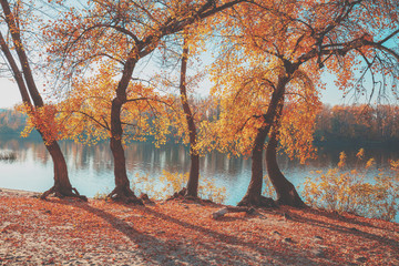 Autumn landscape. The tree with yellow leaves on the river bank