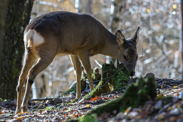 Wall Mural - Reh (Capreolus capreolus)