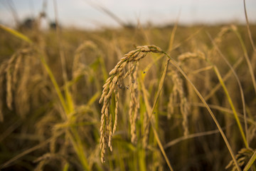 Pavia, Italy - wheat ear