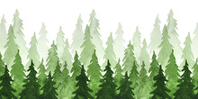 Watercolor Green Pine Trees. Christmas And New Year Illustration