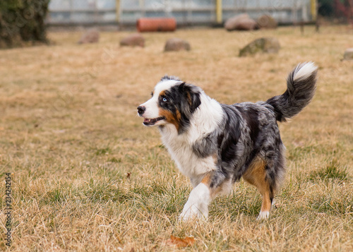 adult aussie