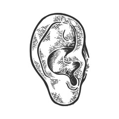 Human ear engraving vector illustration. Scratch board style imitation. Black and white hand drawn image.