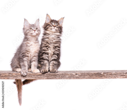 Family Group Of Two Fluffy Beautiful Maine Coon Kittens Cats