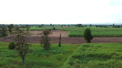 Wall Mural - aerial view of drone fly over of sugar cane field