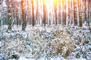 Wall Mural - Snow-covered grass in city park.