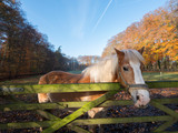 Fototapeta Konie - brown horse with white manes in forest meadow during autumn