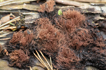 Wall Mural - Brown slime mold, Stemonitis axifera