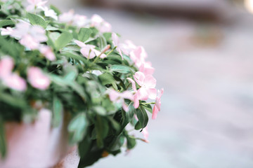 leafs with pink flowers. Beautiful nature background