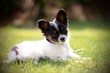 © urby - white puppy on green grass