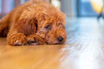 Cute Puppy Dog Laying Down Looking Sad