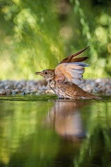 Wall Mural - The Song Thrush or Turdus philomelos is sitting at the waterhole in the forest Reflecting on the surface Preparing for the bath Colorful backgound with some flower