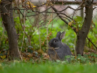 Poster - Kaninchen 2