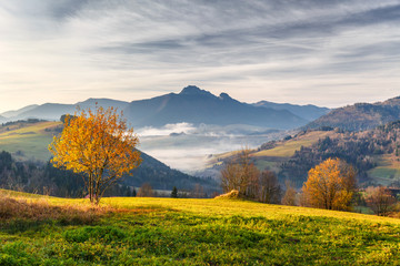 Tree in a foreground of autumn landscape with mountains at sunrise. Mala Fatra National Park, not far from the village of Terchova in Slovakia, Europe.