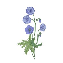 Meadow Geranium Or Crane's-bill Flowers Isolated On White Background. Vintage Drawing Of Wild Perennial Herbaceous Flowering Plant Used As Medicinal Herb. Hand Drawn Botanical Vector Illustration.