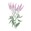 Common verbena flowers isolated on white background. Detailed drawing of wild perennial flowering herb used as medicinal plant in herbalism. Realistic hand drawn vector illustration in antique style.