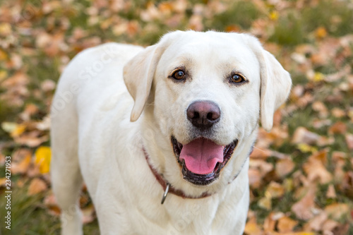 yellow labrador in the park in autumn Tableau sur Toile