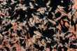 artemia plankton isolated on black background