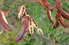 Sunshine Wattle, Acacia Terminalis, Seed Pods With Black Seeds, Growing In Woodland, Royal National Park, Sydney, NSW, Australia.