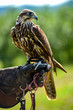 Hawk bird, Accipiter gentilis perched, portrait of a bird.