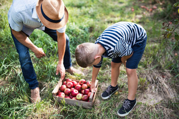 Wall Mural - A senior man with grandson picking apples in orchard in autumn.