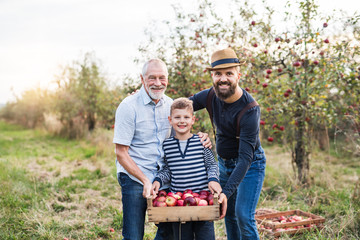 Wall Mural - Small boy with father and grandfather standing in apple orchard in autumn.