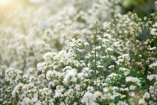 Gypsophila Field Ornamental Plant Used Wedding Decorations