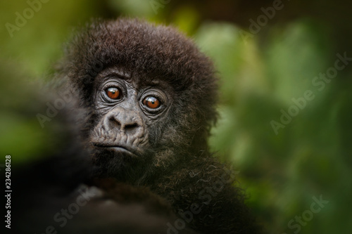 Photo Wild mountain gorilla in the nature habitat