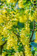 Flowering branches of yellow acacia in spring