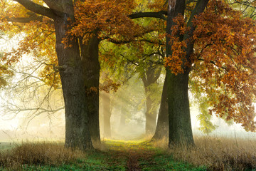 Wall Mural - footpath through avenue of oak and ash in autumn, sunbeams through morning fog