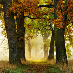 Wall Mural - avenue of oak and ash in autumn, footpath through morning fog with sunlight