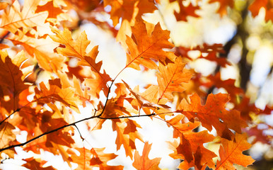 Wall Mural - Red oak tree autumn foliage background. Orange brown leaves, sunny day park scene. Macro view, shallow depth of field.