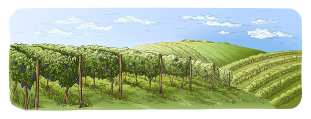 colorfull vine plantation hills, trees, clouds on the horizon vector illustration