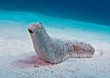Sea cucumber on ocean floor