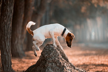 Charming Dog Fox Terrier Breed In The Autumn Forest